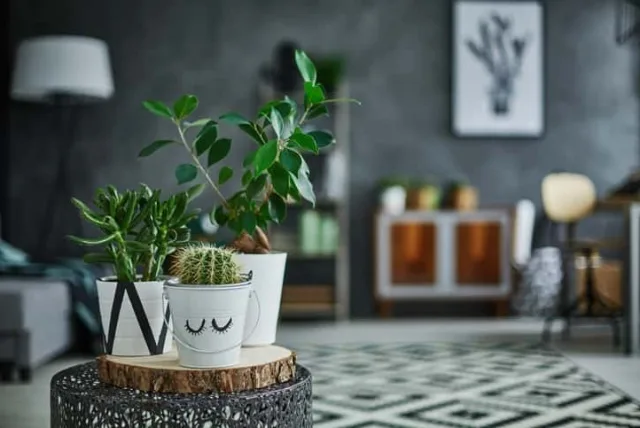 アイテムからショップまで。おしゃれな女性向け観葉植物15選