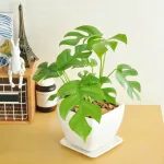 部屋に置くだけで常夏の雰囲気