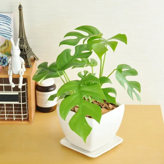 部屋に置くだけで常夏の雰囲気