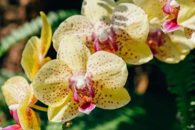 デンドロビウムの花言葉や誕生花・特徴・由来・英名など一挙紹介!