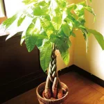 編みこまれた幹がおしゃれ