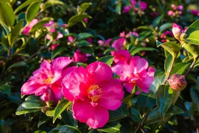 サザンカの花言葉や誕生花・特徴・由来・英名など一挙紹介!