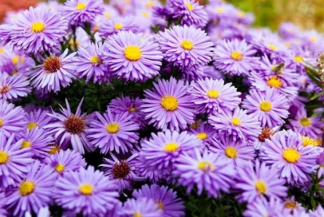 アスターの花言葉や誕生花・特徴・由来・英名など一挙紹介!