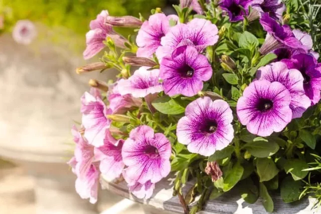ペチュニアの花言葉や誕生花・特徴・由来・英名など一挙紹介!
