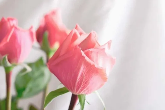結婚内祝いに人気の商品10選と、結婚内祝いの意味を詳しく紹介します!