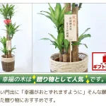 幸せを呼ぶ観葉植物、幸福の木