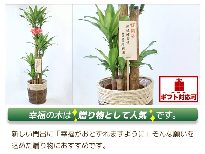 幸せを呼ぶ観葉植物、幸福の木
