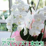 NO.8 限られたスペースでも飾れるミニ胡蝶蘭2本立て