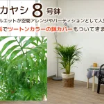 南国の香り漂うナチュラルテイストな観葉植物