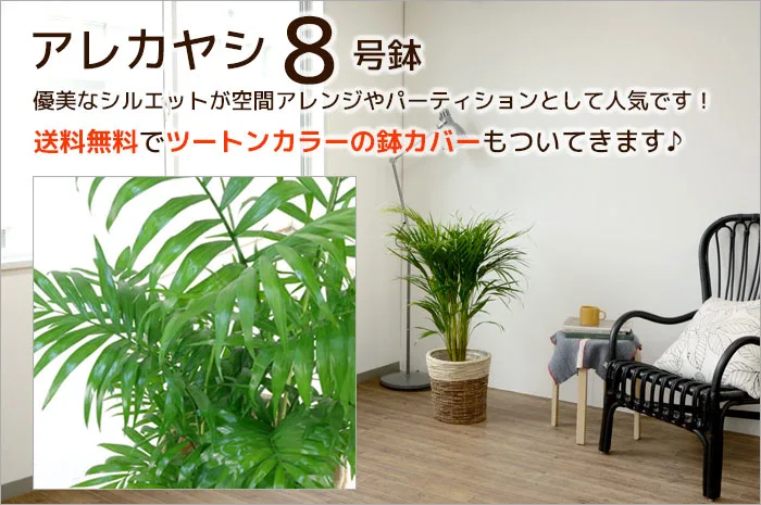 南国の香り漂うナチュラルテイストな観葉植物