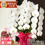 No.2 開店、開業祝いの大定番!3本立ちの豪華な胡蝶蘭
