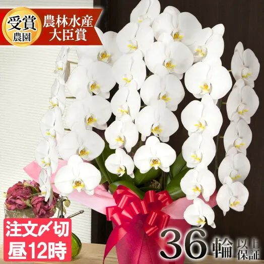 No.2 開店、開業祝いの大定番!3本立ちの豪華な胡蝶蘭
