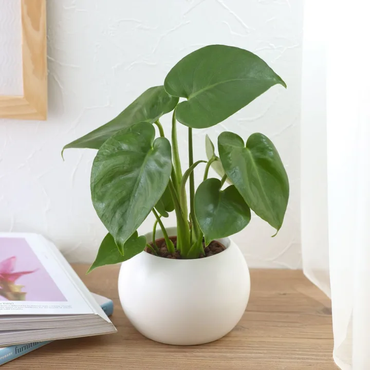 可愛いらしい白い陶器!手入れかんたん観葉植物「モンステラ(ホワイト)」