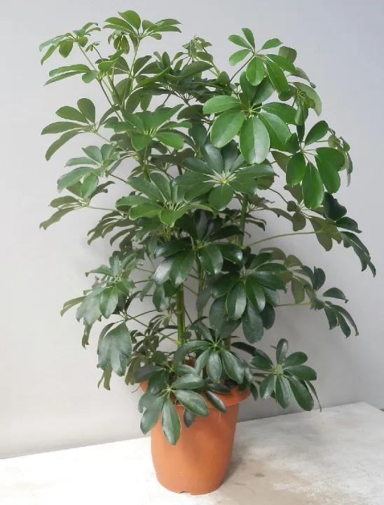 鉢の植え替えできる人にオススメ!シェフレラ(ホンコンカポック)(7号)