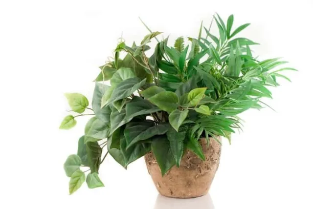 開店祝いは「観葉植物」で決まり!選び方とおすすめを徹底してご紹介