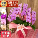 長く楽しめるミディ胡蝶蘭3本立ち