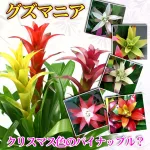 常夏気分のグズマニア