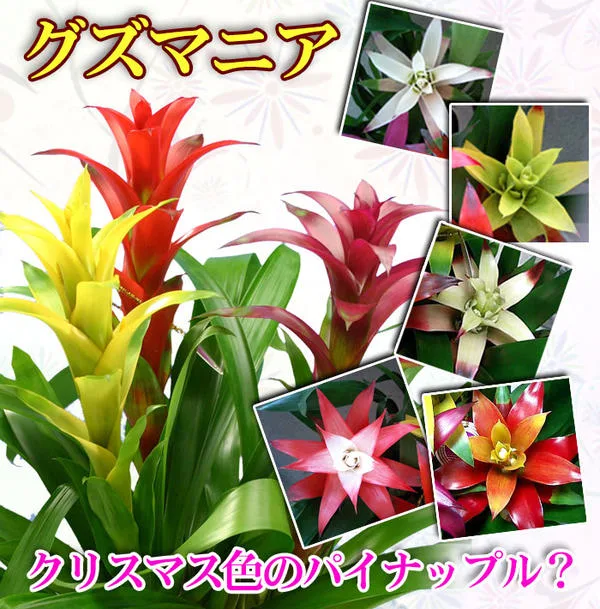 常夏気分のグズマニア