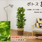 飾り方自由のポトス