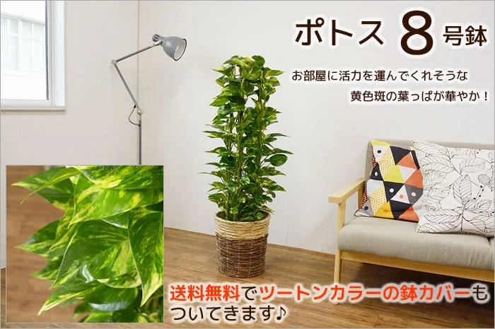 飾り方自由のポトス