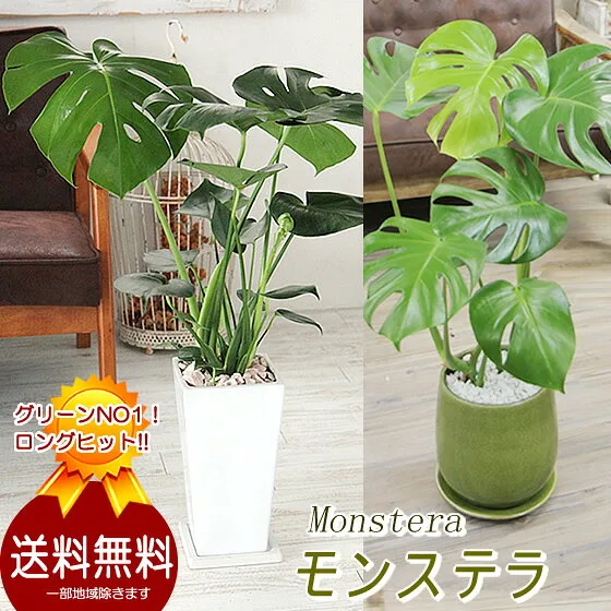 大きな葉のモンステラ