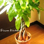 5. Flower Kitchen JITUGAOKA 観葉植物