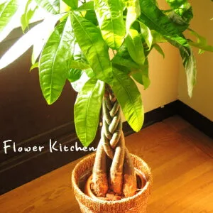 5. Flower Kitchen JITUGAOKA 観葉植物
