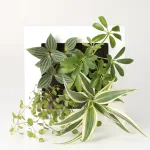 シンプルスタイルなブランド♪無印良品の観葉植物をプレゼント