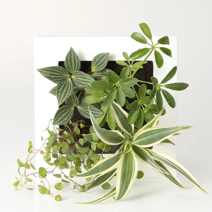 シンプルスタイルなブランド♪無印良品の観葉植物をプレゼント