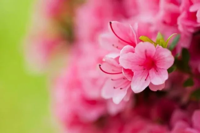 アザレアの花言葉や誕生花・特徴・由来・英名など一挙紹介！育て方も覚えよう