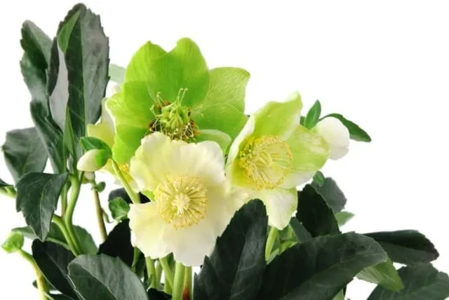 クリスマスローズの花言葉。誕生花・由来・おすすめギフトなど一挙紹介！