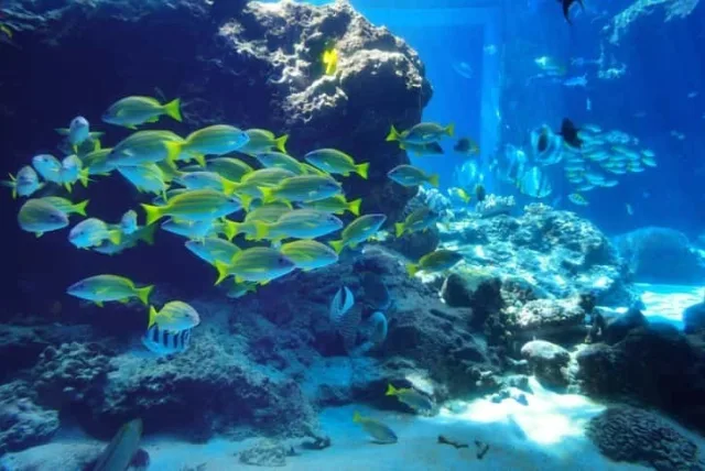 美ら海水族館でおすすめのお土産10選。人気のオリジナル商品をゲットしよう！