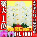 開店祝いの定番「胡蝶蘭 3本立ち」