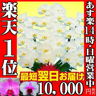 開店祝いの定番「胡蝶蘭 3本立ち」