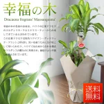 花言葉は幸福「観葉植物 7号【幸福の木】」