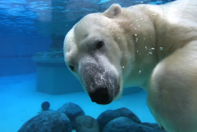 旭山動物園の楽しかった思い出もよみがえる！オリジナルで特別感のあるお土産10選