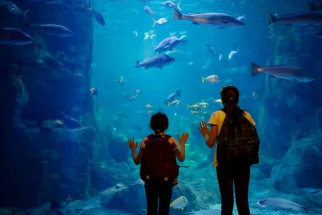 オリジナル商品が目白押し！宮島水族館のおすすめなお土産10選