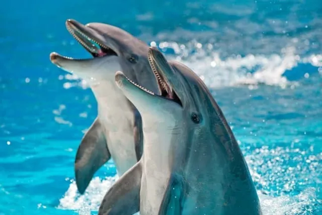 名古屋港水族館でおすすめなお土産10選。ここでしか買えないオリジナル商品が充実！
