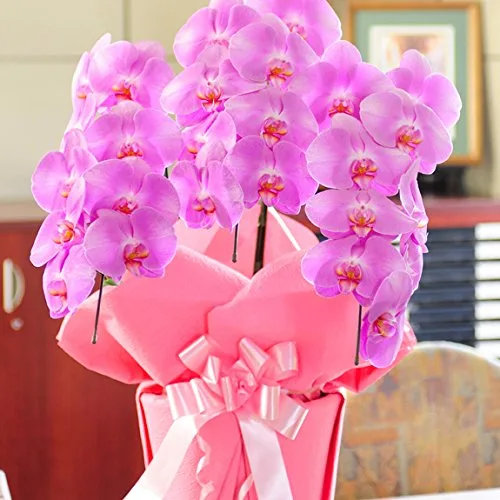 ピンクの胡蝶蘭の鉢植え