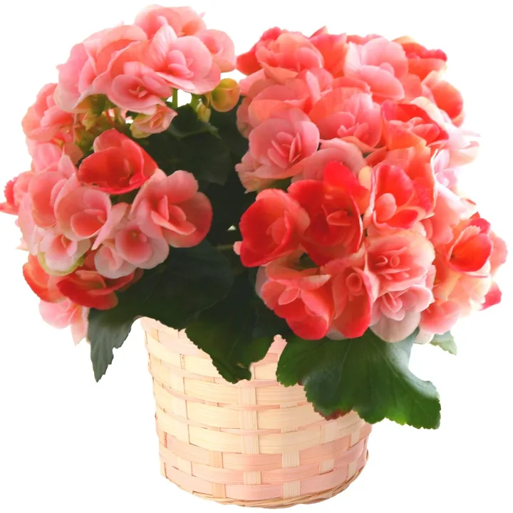 誕生日のたびに花が増えていく楽しみ