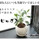 観葉植物 ガジュマルの木
