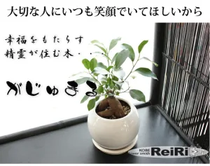 AOYAMA花苑／アオヤマ花苑 観葉植物 ガジュマルの木