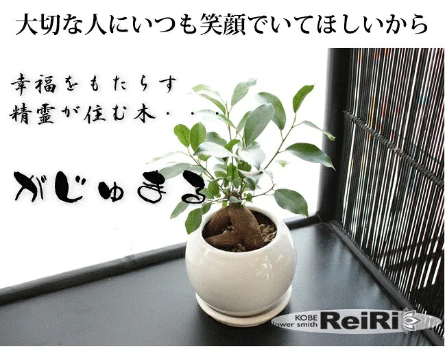 幸運を運んでくれるガジュマルの木