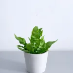 アスプレニウム・エメラルドウェーブ Table-S