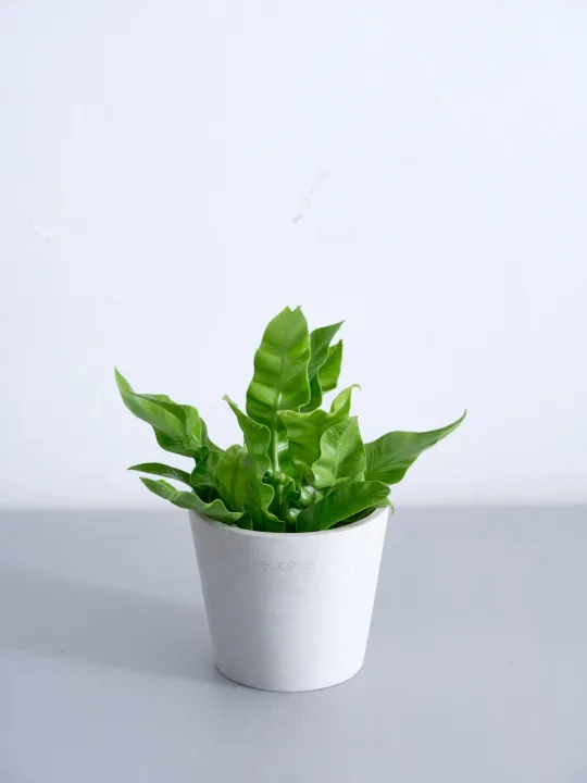 AND PLANTS/アンドプランツ アスプレニウム・エメラルドウェーブ Table-S