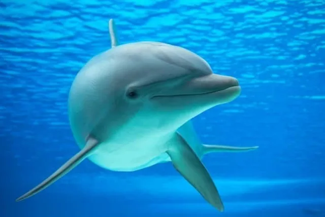アクアパーク品川の喜ばれるお土産10選｜東京の水族館はお土産もおしゃれ！