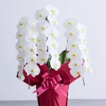 胡蝶蘭 3本立 33輪以上 -red-