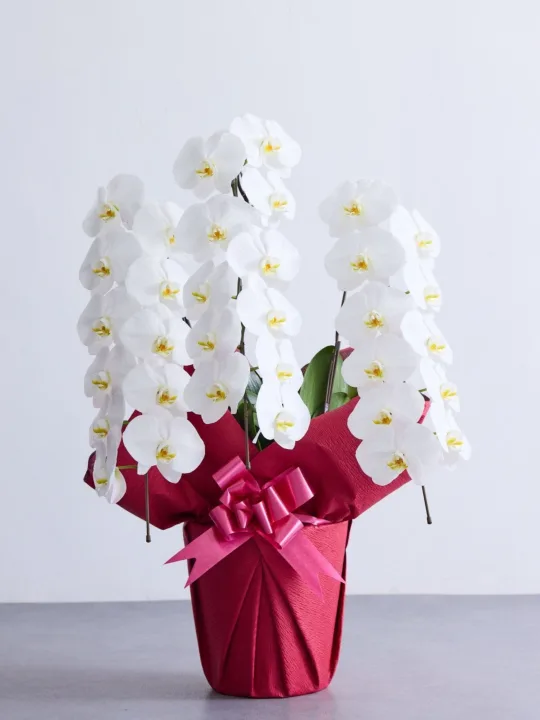 AND PLANTS/アンドプランツ 胡蝶蘭 3本立 33輪以上 -red-