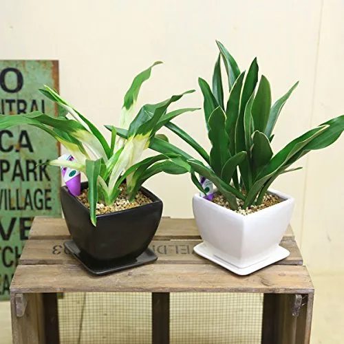 開運の植物「オモト」は引っ越し祝いに最適
