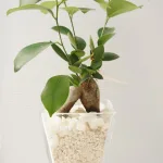 お手入れも簡単で開運効果のある植物